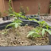 High Altitude Outdoor Kush and Friends