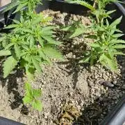 High Altitude Outdoor Kush and Friends