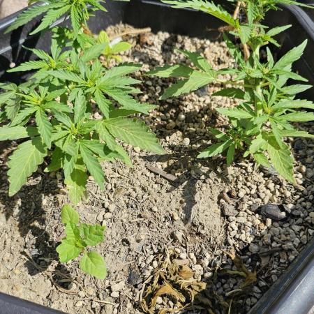 High Altitude Outdoor Kush and Friends