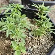 High Altitude Outdoor Kush and Friends