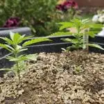 High Altitude Outdoor Kush and Friends