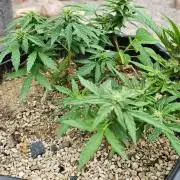 High Altitude Outdoor Kush and Friends