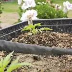 High Altitude Outdoor Kush and Friends