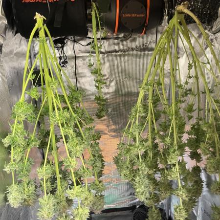 My First Plant