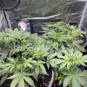 Grow #2