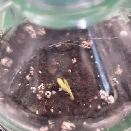 Grow #2