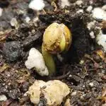 #01 Strawberry Nugget