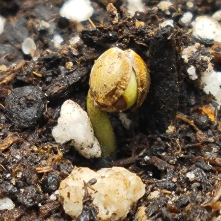 #01 Strawberry Nugget