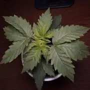 My first Grow (redo)