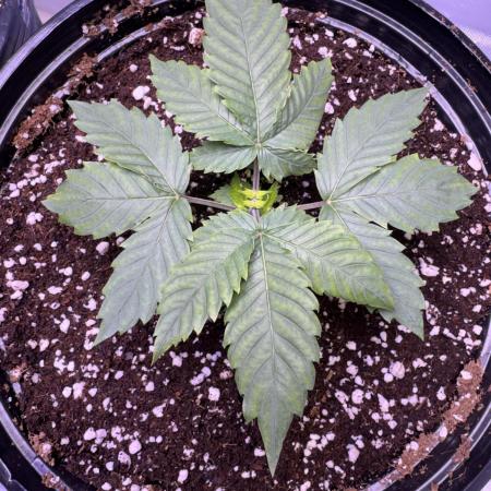 My first Grow (redo)