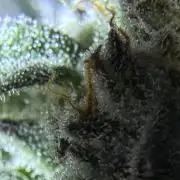 My first Grow (redo)