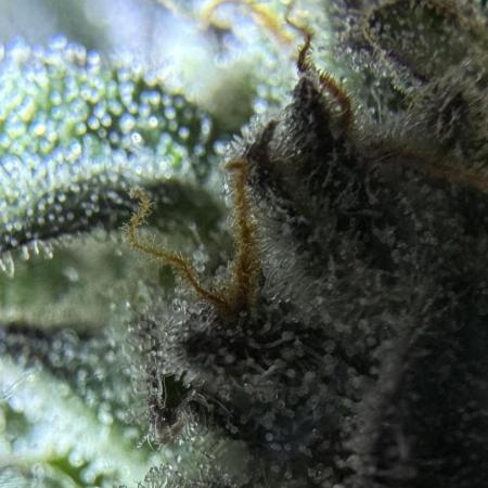 My first Grow (redo)