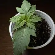 My first Grow (redo)