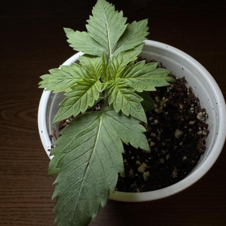 My first Grow (redo)