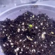 My first Grow (redo)