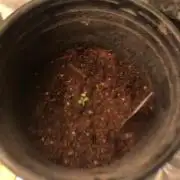 Banana Purple Punch Auto Flowering