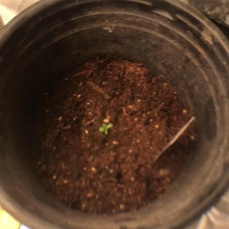 Banana Purple Punch Auto Flowering