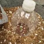 1st grow  - Milky way F1 hybrid