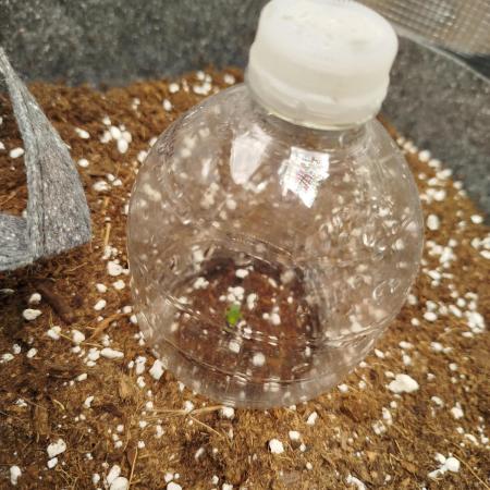 1st grow  - Milky way F1 hybrid