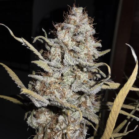 Daweed 4