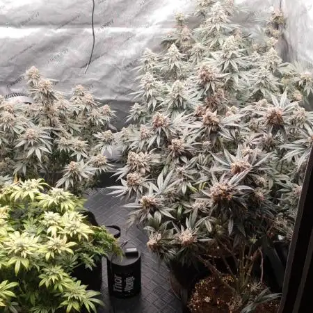 Daweed 4