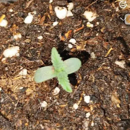 Bubble kush ( Second Grow)
