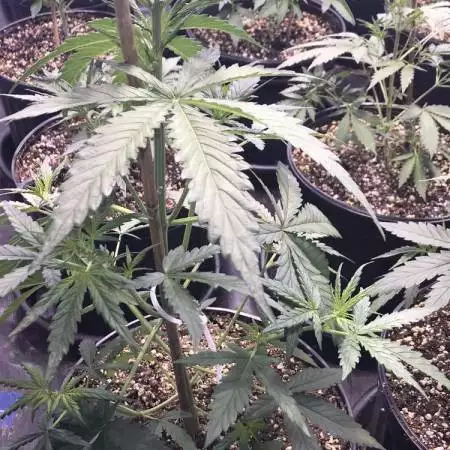 Canada’s finest 