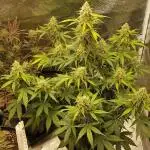 Rhino Ryder Auto Fast Buds