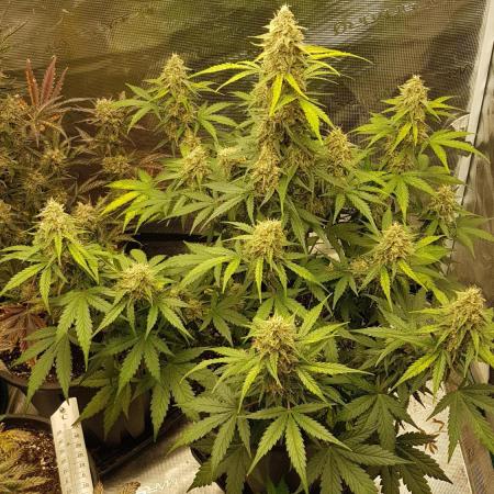 Rhino Ryder Auto Fast Buds