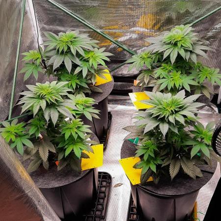 Dosidos33 Barneys Farm