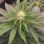 Dosidos33 Barneys Farm