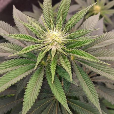 Dosidos33 Barneys Farm