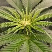 Dosidos33 Barneys Farm