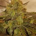 Rhino Ryder Auto Fast Buds