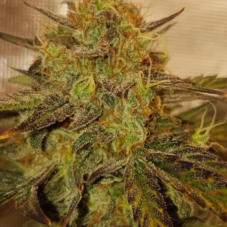 Rhino Ryder Auto Fast Buds