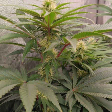 Insane OG, autopot