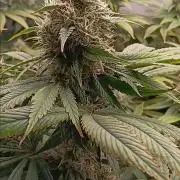 Insane OG, autopot