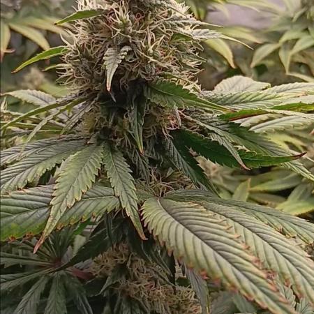 Insane OG, autopot