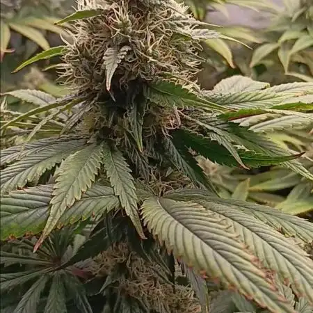 Insane OG, autopot