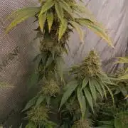 Insane OG, autopot