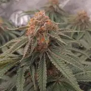 Mangozteen / Living soil / Autopot
