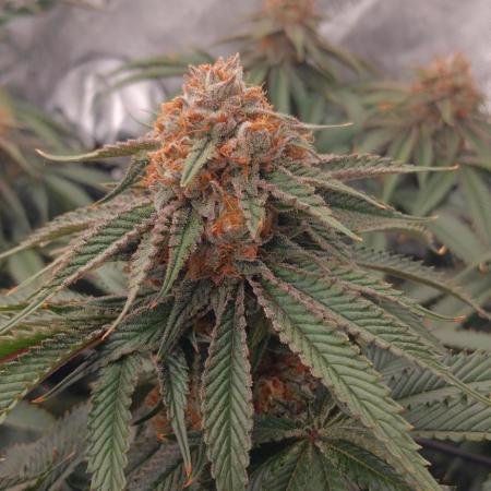 Mangozteen / Living soil / Autopot