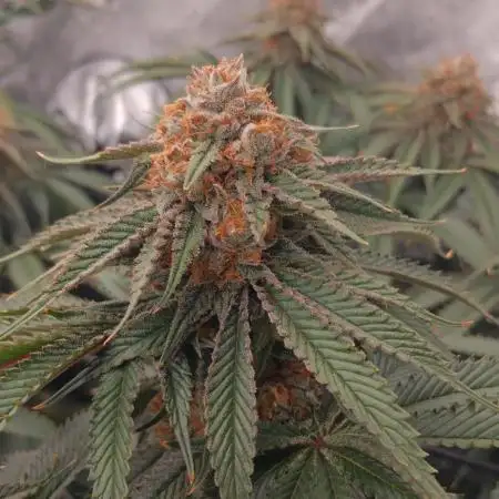 Mangozteen / Living soil / Autopot