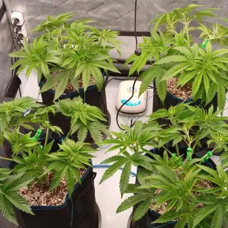 Mangozteen / Living soil / Autopot