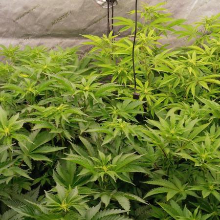 Mangozteen / Living soil / Autopot