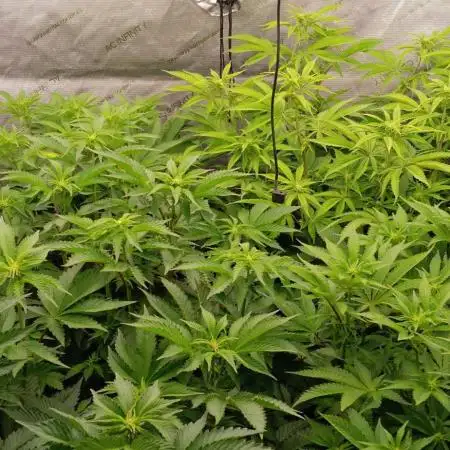 Mangozteen / Living soil / Autopot