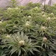 Mangozteen / Living soil / Autopot