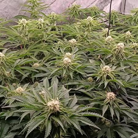 Mangozteen / Living soil / Autopot