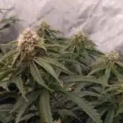 Mangozteen / Living soil / Autopot