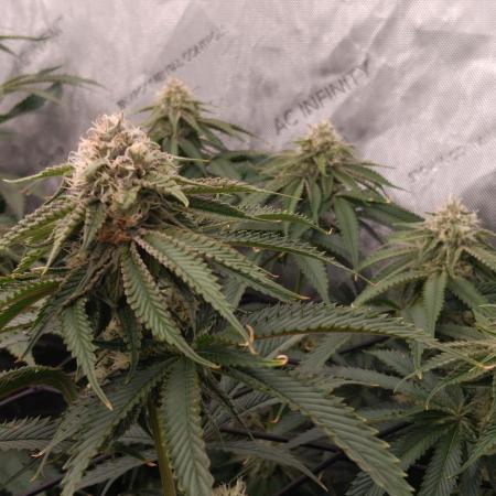 Mangozteen / Living soil / Autopot